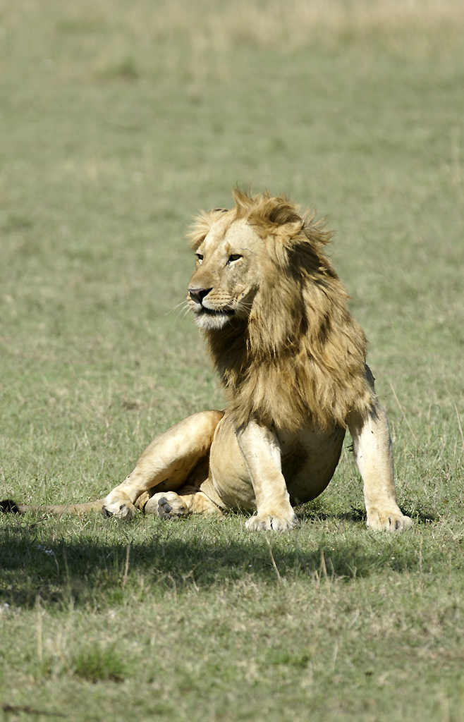 Jeune lion