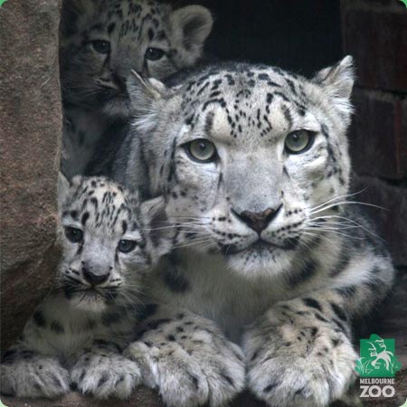 Naissances de léopards des neiges à Melbourne