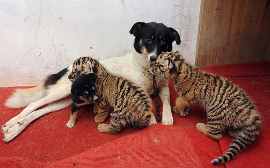 L’amour maternel chez la petite chienne