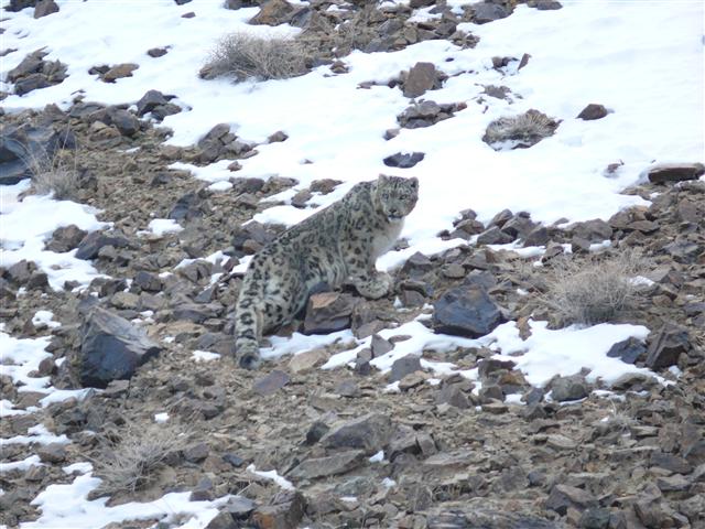 Partagez ces images de léopards des neiges