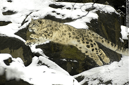 Léopards des neiges en Afghanistan