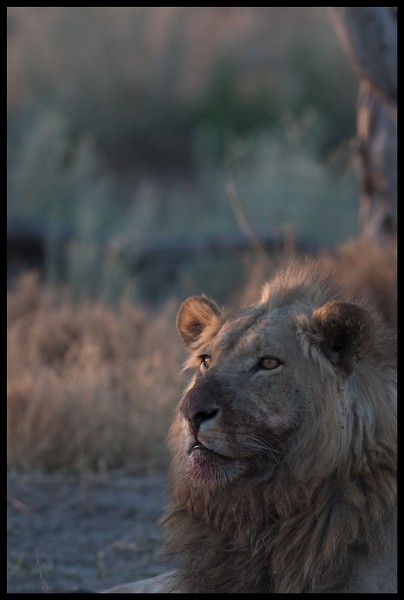 Des lions au Botswana