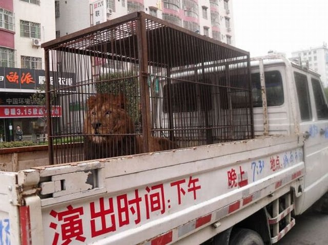 Lion en cage