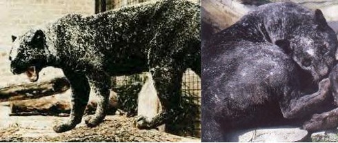 Le Pogeyan cat