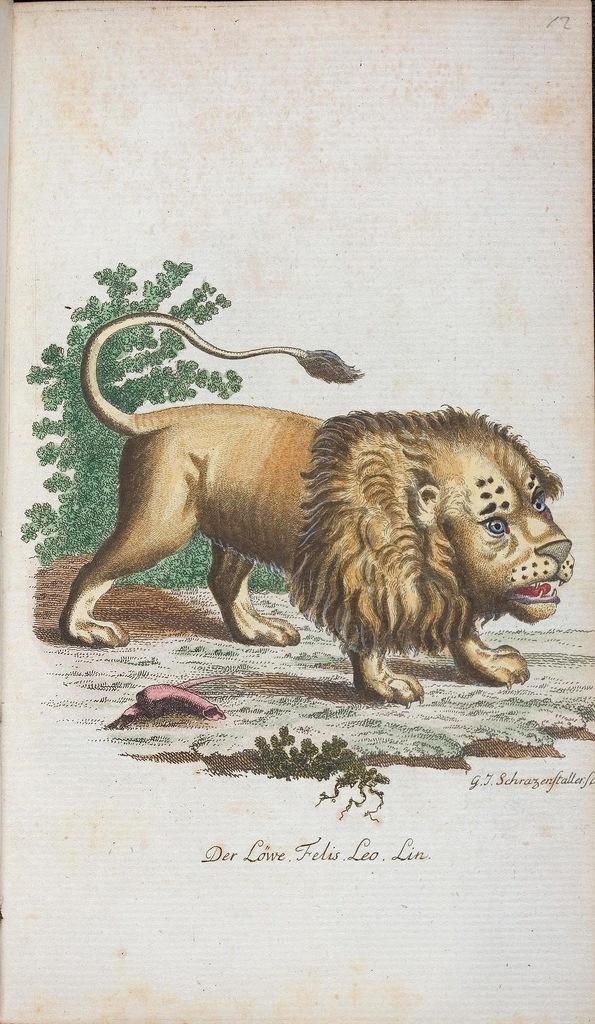 Un vieux lion