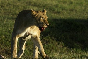 La lionne et le gnou