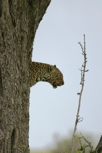Léopard dans un arbre