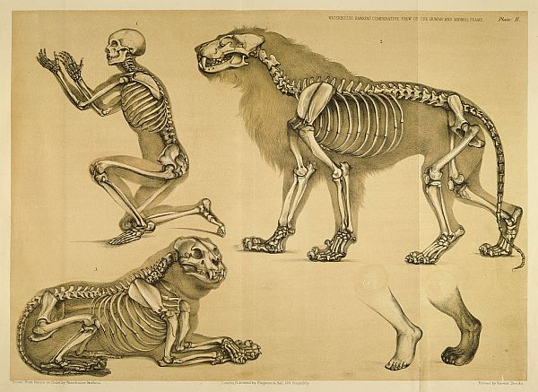 Anatomie comparative