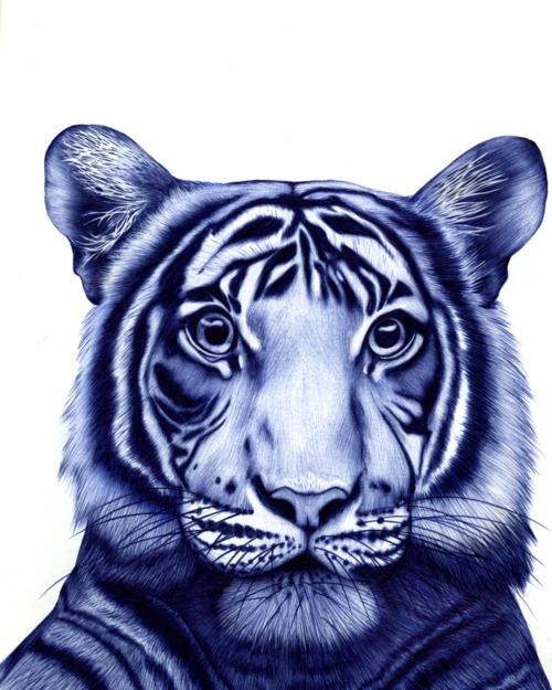 Un tigre dessiné au stylo bille