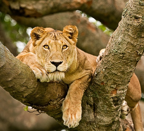 21 belles photos de lions
