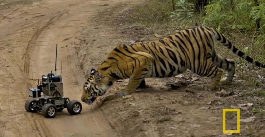 Tigre contre caméra robot
