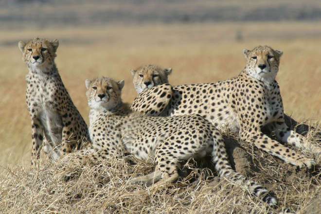 Le guépard court à sa perte (étude scientifique)