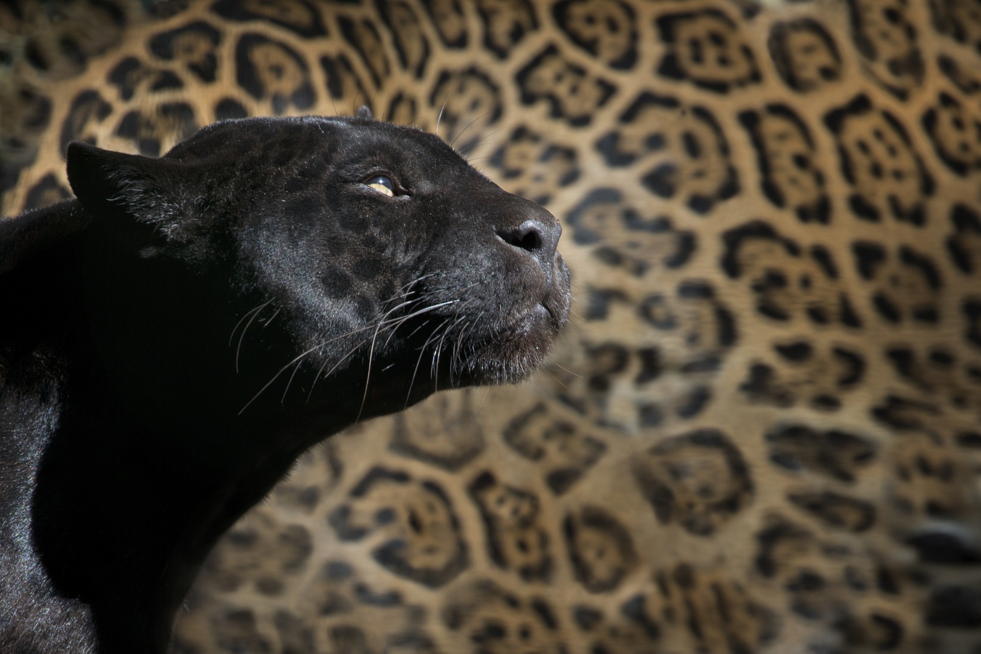 Différence entre panthère et léopard