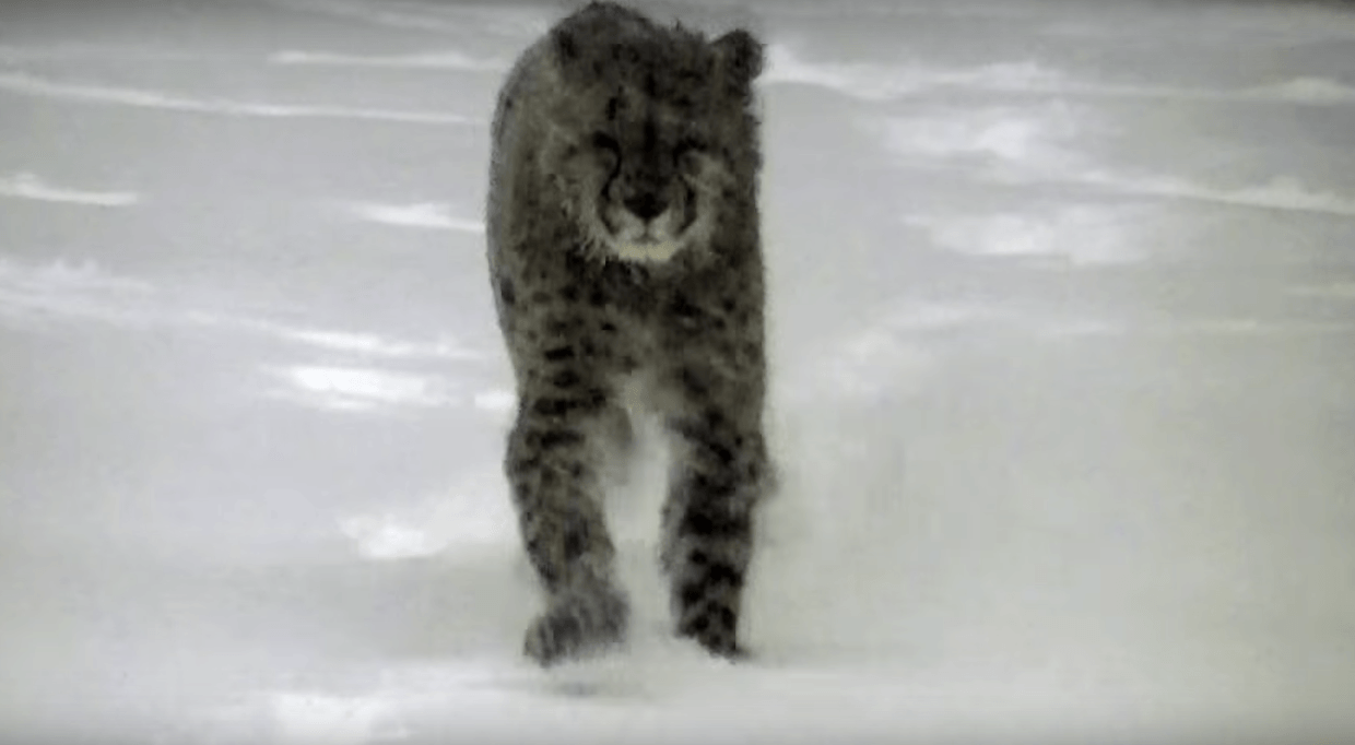 Guépard dans la neige