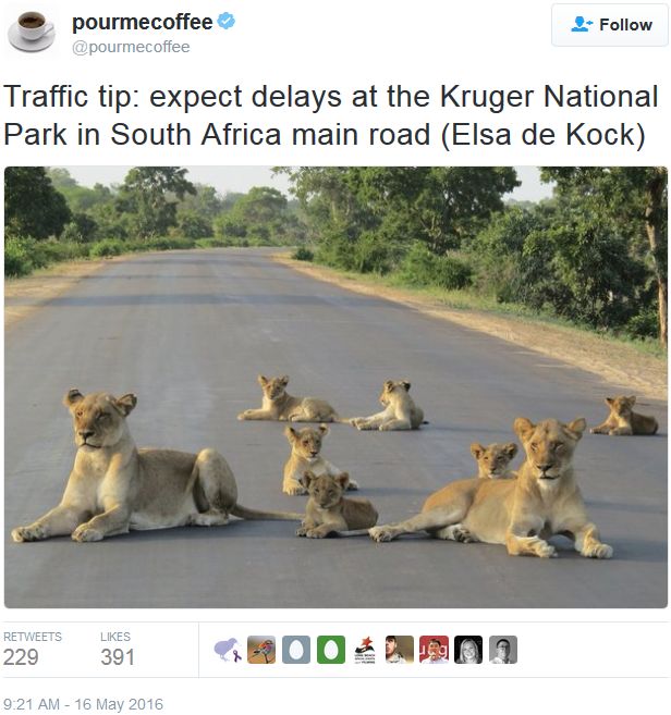 Embouteillages à prévoir au Parc Kruger