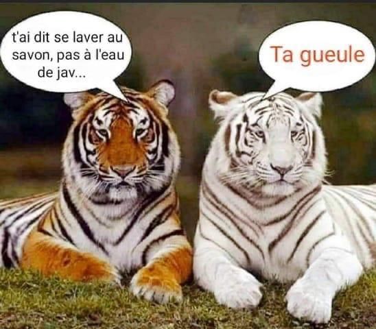 Covid-19, savon et tigres