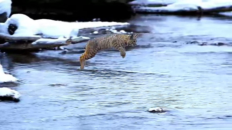 Les sauts du Lynx